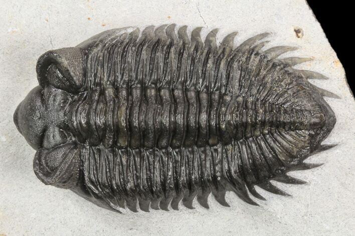 Coltraneia Trilobite Fossil - Huge Faceted Eyes #125232